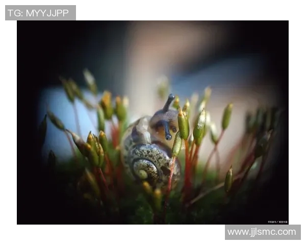 温德尔的奇幻冒险之旅探索未知世界的勇气与智慧 温德尔的奇幻冒险之旅探索未知世界的勇气与智慧